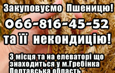 Закуповуємо пшеницю 2