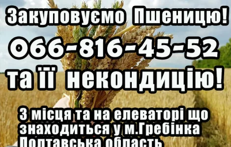 Закуповуємо пшеницю 2