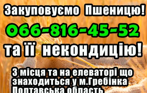 Закуповуємо пшеницю 2