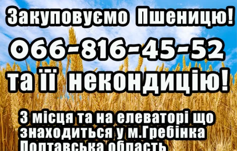 Закуповуємо пшеницю 2