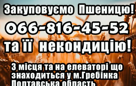 Закуповуємо пшеницю 2-4 клас!Дорого! А також купуєм некондицію та брак