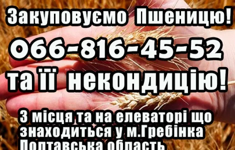 Закуповуємо пшеницю 2