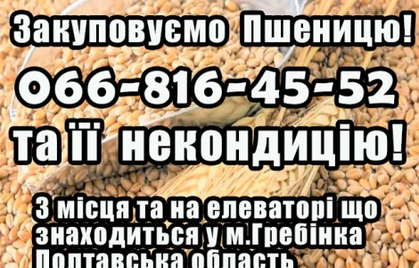 Закуповуємо пшеницю 2