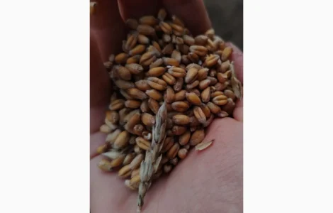 Пшениця суха 2025р