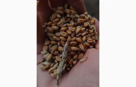 Пшениця суха 2025 року