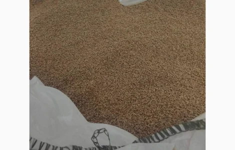 Насіння ярої пшениці Кітрі 1 репродукція