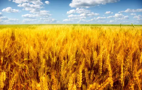 Продается пшеница на экспорт от поставщика, объем от 1000 тонн