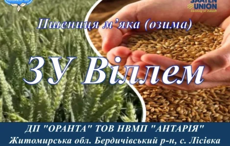 Насіння озимої пшениці ЗУ Віллем (СН) в продаже