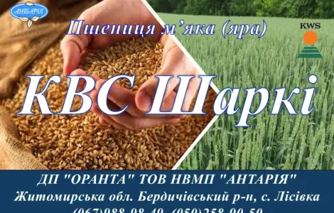 Насіння ярої пшениці КВС Шаркі