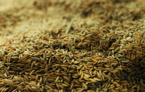 Купуємо пшеницю та кукурудзу