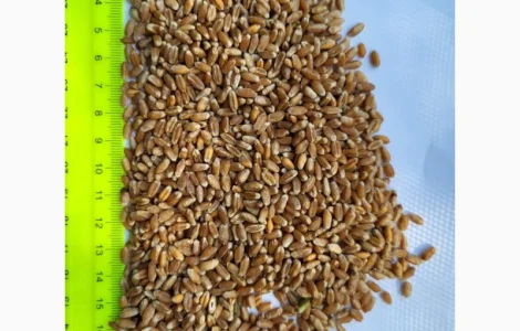 Продам пшеницу 4 класс