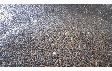 Пшениця сорту Чорноброва, 200 тонн у продажу