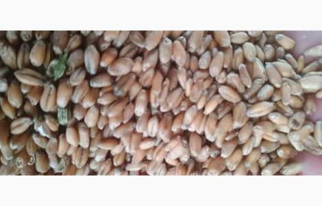 Продам пшеницю