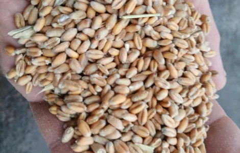 Пшениця фуражна