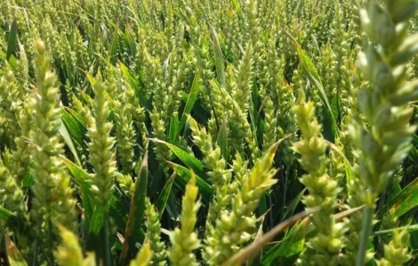 Ультрарання озима пшениця