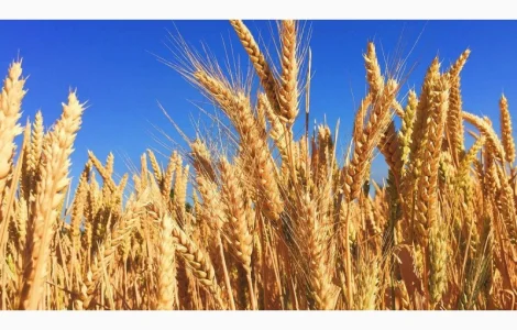 Пшениця озима