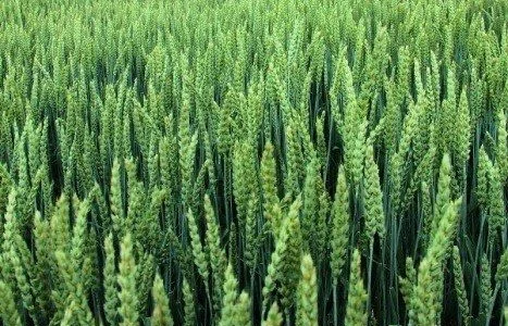 Пшениця Яра насіння