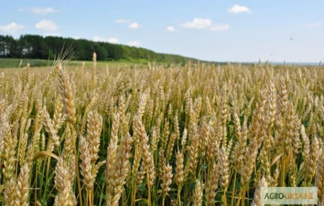Семена озимой пшеницы