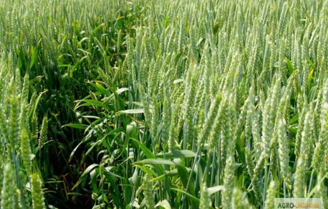 Семена озимой пшеницы