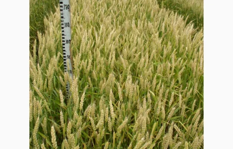 Семена озимой пшеницы