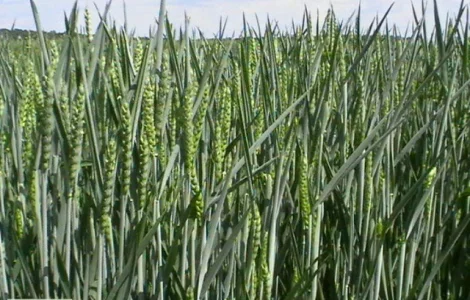 Семена озимой пшеницы