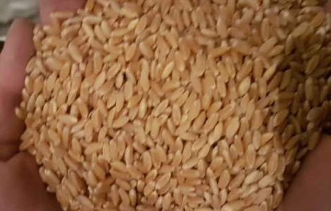 Семена пшеницы озимый Канадский сорт