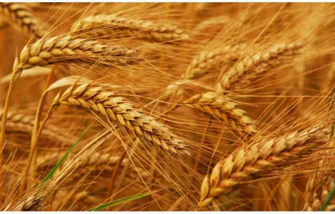 Элитные семена канадской пшеницы для продажи