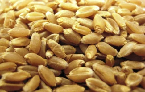 Продается высокоурожайная озимая пшеница из Канады