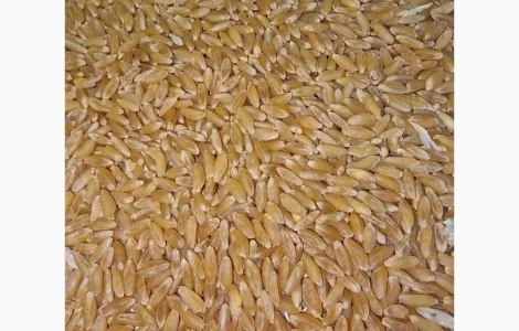 Закуповуємо пшеницю твердих сортів