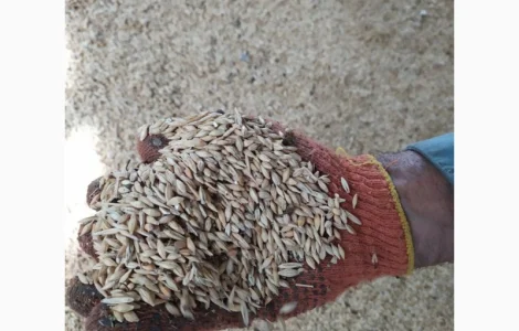 Продам пшеницю 2023 року