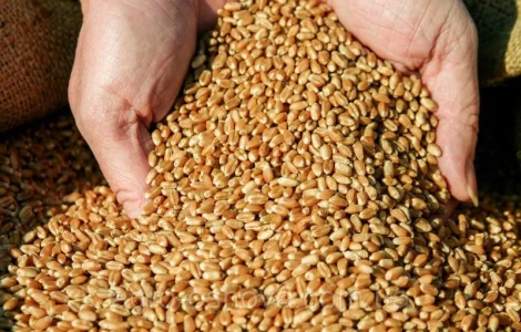 Пшениця Максима одеська