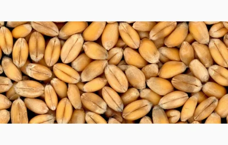 Куплю Пшеницу фураж по всій Україні