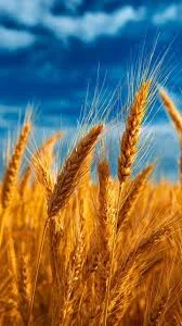 Агрокомпанія купує Пшеницю 3кл по всій Україні