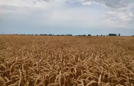 Продажа фуражной пшеницы