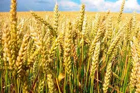 Закупаем Пшеницу 2кл+3кл+4кл. 1Ф.По всій Україні