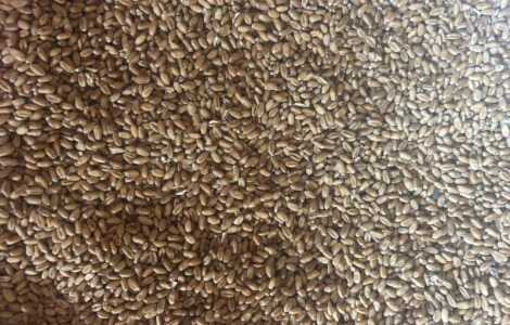 Насіння ранньої пшениці Ріно для продажи