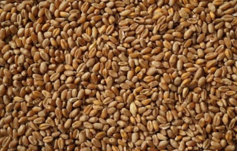 Продам пшеницю 4 клас 300 т