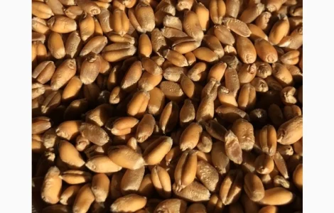 Пшеница Петрос DSV – продажа посевного материала