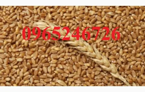 Продается озимая пшеница 2.5 тонны, без химических добавок