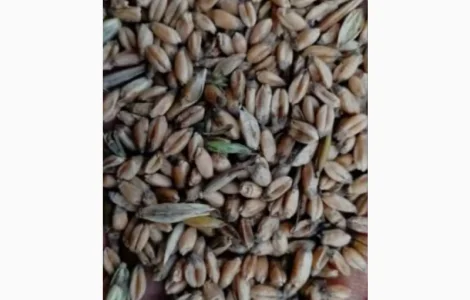 Куплю проблемную пшеницу