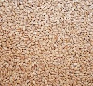 Насіння озимої пшениці Щедрівка Київська