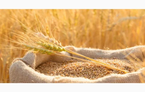 Закуповуємо пшеницю