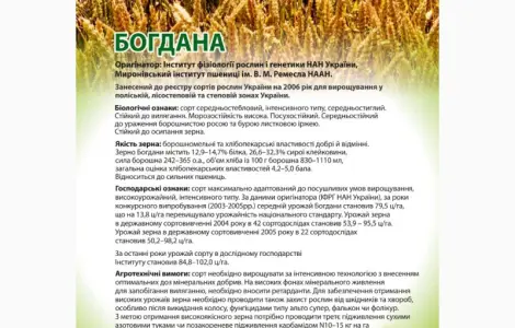 Сорт Богдана (элита) - Семена озимой пшеницы от производителя 2025