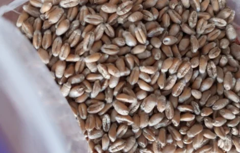 Продам Насіння Озимої Пшениці