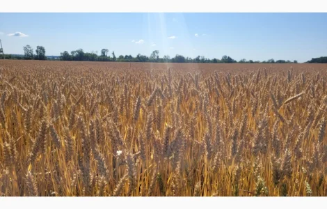 Насіння озимої пшениці