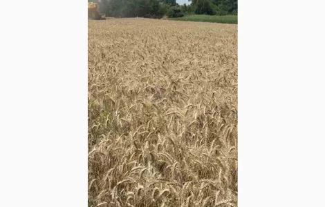 Насіння озимої пшениці Краєвид (еліта 2025)