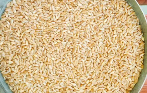 Насіння озимої твердої пшениці Крейсер, перша репродукція