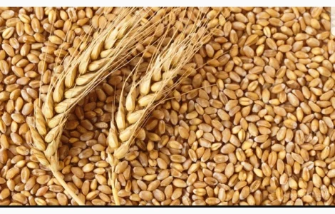 Продажа пшеницы 2, 3 класс и фуражной