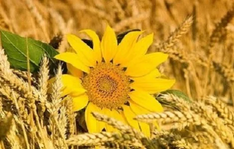 Постійно купуємо зерновідходи