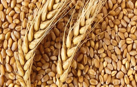 Закуповуємо побічні продукти зернових